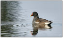 Gallinule poule-d'eau (Gallinula chloporus) ©JlS
