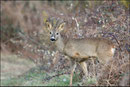 Chevreuil mâle (Capreolus capreolus) © JLS