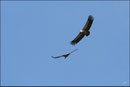 Vautour fauve (Gyps fulvus) ©JlS