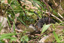 Couleuvre à collier mélanique (Natrix natrix) © JLS