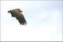 Vautour fauve (Gyps fulvus) ©JlS