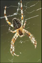 Epeire diadème (Araneus diadematus) - Pyrénées atlantiques - 64 ©JlS