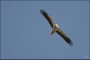 Vautour percnoptère (Neophron percnoptérus) © JLS