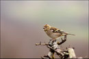 Pinson des arbres femelle ( Fringilla coelebs ) © JLS