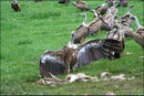 Vautour fauve (Gyps fulvus) ©JlS