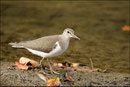Chevalier guignette (Actitis hypoleucos) © JLS