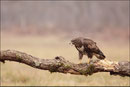 Buse variable (Buteo buteo) © JLS