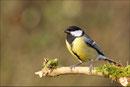 Mésange charbonnière (Parus major) © JLS