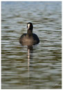 Foulque macroule (Fulica atra) ©JlS