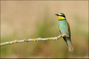 Guêpier d' Europe (Merops apiaster) © JLS