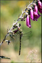 Cordulégastre bidenté (Cordulegaster bidentatus) ©JlS