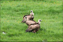 Vautour fauve (Gyps fulvus) ©JlS