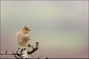 Pinson des arbres femelle ( Fringilla coelebs ) © JLS