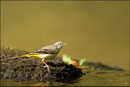 Bergeronnette des ruisseaux (Motacilla cinerea) © JLS
