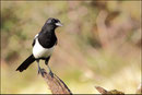 Pie bavarde (Pica pica) © JLS