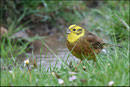 Bruant jaune (Emberiza citrinella) © JLS