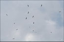 Vautour fauve (Gyps fulvus) ©JlS