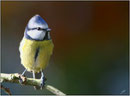 Mésange bleue (Parus caeruleus) ©JlS