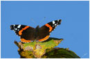 Le Vulcain (Vanessa atalanta) - Gironde - 33 ©JlS