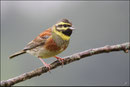 Bruant zizi, mâle adulte (Emberiza cirlus)© JLS