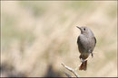 Rougequeue noir femelle (Phoenicurus ochruros) © JLS