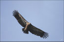 Vautour fauve (Gyps fulvus) ©JlS