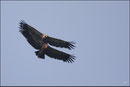 Vautour fauve (Gyps fulvus) ©JlS