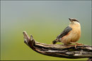 Sittelle torchepot ( Sitta europaea )  © JLS