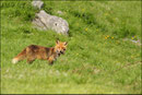 Renard roux (Vulpes vulpes) © JLS