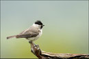 Mésange nonnette ( Poecile palustris ) © JLS