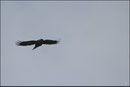 Crave à bec rouge (Pyrrhocorax pyrrhocorax) © JLS