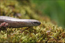 Orvet fragile (Anguis fragilis) © JLS