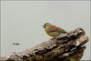  Bruant zizi mâle (Emberiza cirlus) © JLS
