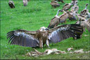 Vautour fauve (Gyps fulvus) ©JlS