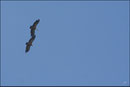Vautour fauve - vol nuptial - (Gyps fulvus) ©JlS