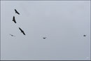 Vautour fauve (Gyps fulvus) ©JlS