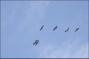 Grues cendrées - Migration (Grus grus) © JLS
