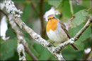 Rougegorge familier (Erithacus rubecula) © JLS