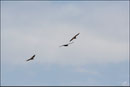 Vautour fauve (Gyps fulvus) ©JlS