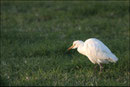 Héron garde boeuf (Bubulcus ibis) © JLS