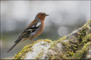 Pinson des arbres mâle (Fringilla coelebs) © JLS