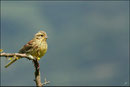  Bruant zizi femelle (Emberiza cirlus) © JLS
