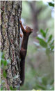 Ecureuil roux (Sciurus vulgaris) ©JlS