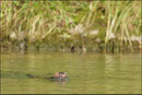 Vison d'Amérique (Mustela vison) © JLS