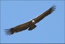 Vautour fauve (Gyps fulvus) ©JlS