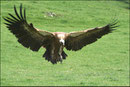 Vautour fauve (Gyps fulvus) ©JlS