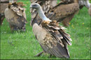 Vautour fauve (Gyps fulvus) ©JlS