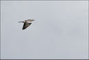 Pigeon ramier (Columba palumbus) © JLS