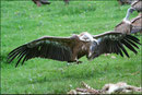 Vautour fauve (Gyps fulvus) ©JlS