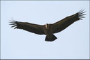 Vautour fauve (Gyps fulvus) ©JlS